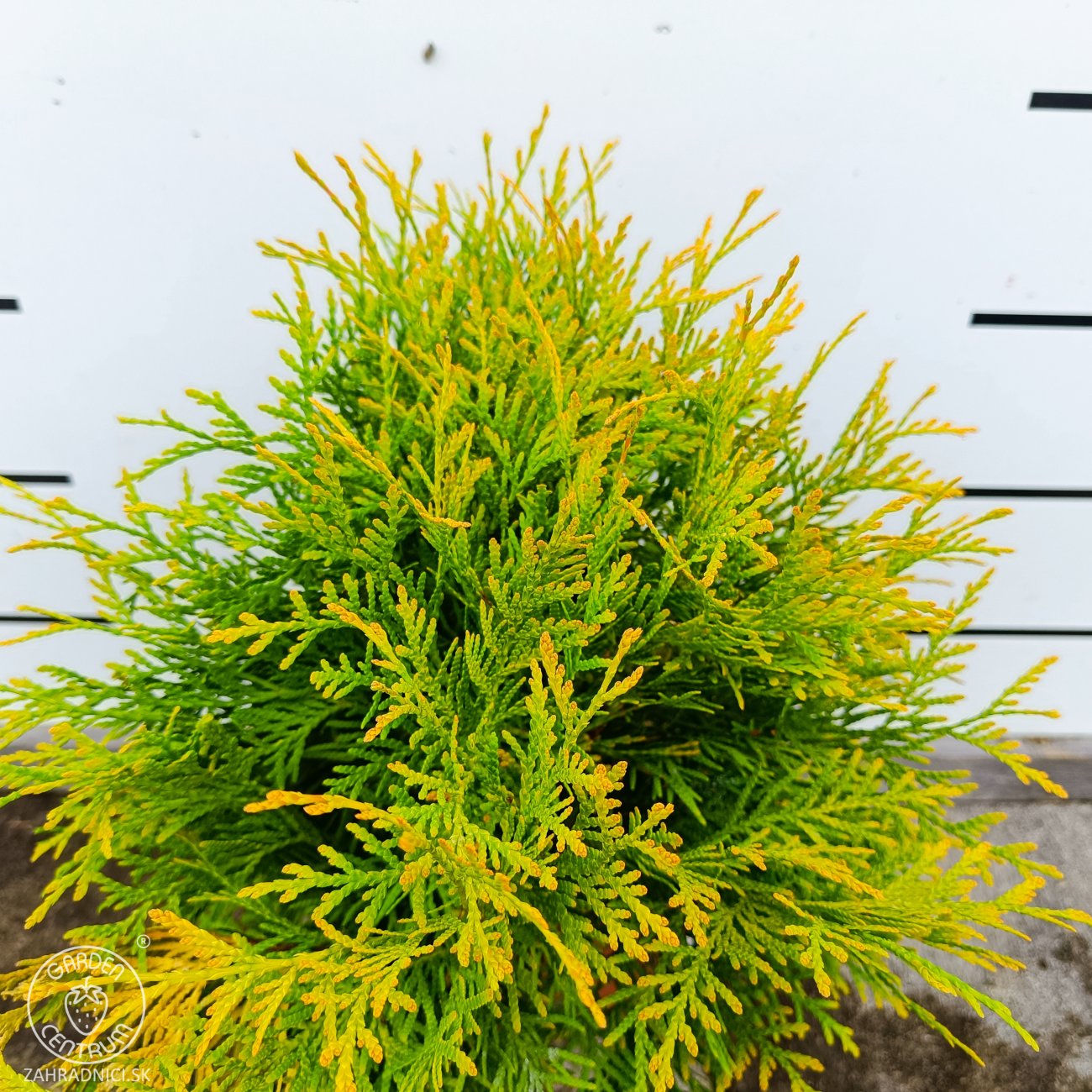 Obrázok Tuja západná (Thuja occidentalis) ´GOLDEN GLOBE´ - výška 30-40 cm, kont. C3L